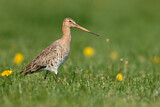 Image. Black-tailed Godwit