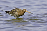 Image. Black-tailed Godwit