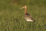 Image. Black-tailed Godwit