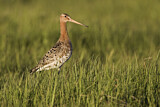 Image. Black-tailed Godwit