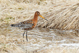 Image. Black-tailed Godwit