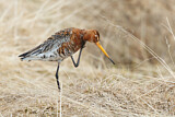 Image. Black-tailed Godwit