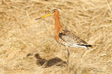 Image. Black-tailed Godwit