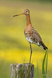 Image. Black-tailed Godwit
