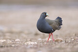 Image. Black-tailed Nativehen