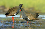 Image. Black-tailed Nativehen