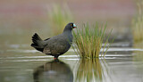 Image. Black-tailed Nativehen