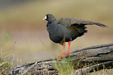Image. Black-tailed Nativehen