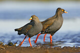 Image. Black-tailed Nativehen