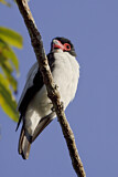 Image. Black-tailed Tityra