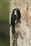 Image. Black-thighed Falconet