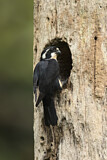 Image. Black-thighed Falconet