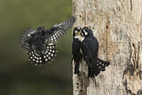 Image. Black-thighed Falconet