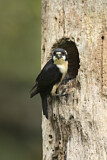Image. Black-thighed Falconet