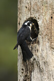 Image. Black-thighed Falconet