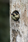 Image. Black-thighed Falconet