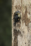 Image. Black-thighed Falconet