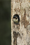 Image. Black-thighed Falconet