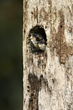 Image. Black-thighed Falconet