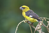 Image. Black-thighed Grosbeak