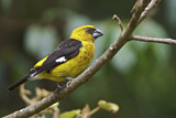 Image. Black-thighed Grosbeak