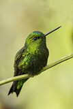 Image. Black-thighed Puffleg