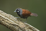Image. Black-throated Babbler