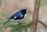 Image. Black-throated Blue Warbler