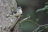 Image. Black-throated Blue Warbler