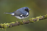 Image. Black-throated Blue Warbler