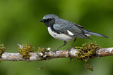 Image. Black-throated Blue Warbler