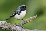 Image. Black-throated Blue Warbler