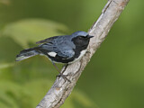 Image. Black-throated Blue Warbler