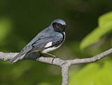 Image. Black-throated Blue Warbler