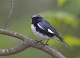 Image. Black-throated Blue Warbler
