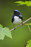 Image. Black-throated Blue Warbler