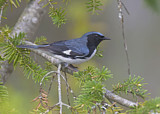 Image. Black-throated Blue Warbler