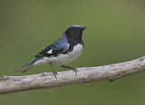 Image. Black-throated Blue Warbler
