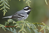 Image. Black-throated Grey Warbler