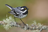 Image. Black-throated Grey Warbler