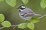 Image. Black-throated Grey Warbler
