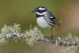 Image. Black-throated Grey Warbler