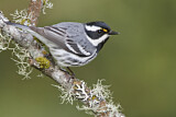 Image. Black-throated Grey Warbler