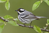 Image. Black-throated Grey Warbler
