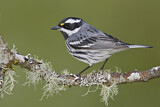 Image. Black-throated Grey Warbler