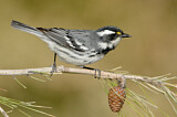 Image. Black-throated Grey Warbler