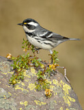 Image. Black-throated Grey Warbler