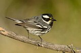 Image. Black-throated Grey Warbler