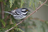Image. Black-throated Grey Warbler