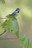 Image. Black-throated Grey Warbler
